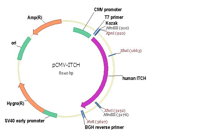 CD73 cDNA ORF Clone Human C HA tag 炼石商城