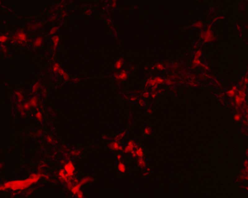 Human Peroxiredoxin 5/PRDX5 Gene Expression validated Image 756