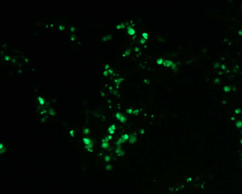 Human TOMM20 Gene Expression validated Image 1059