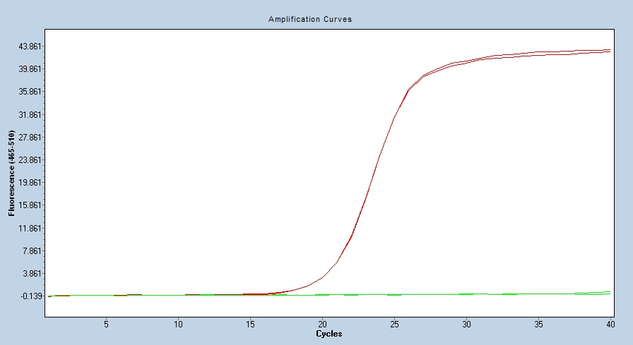 Human HSP90/HSP90AB1 qPCR 4863