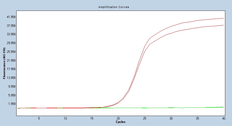 Human Cyclophilin A qPCR 2651