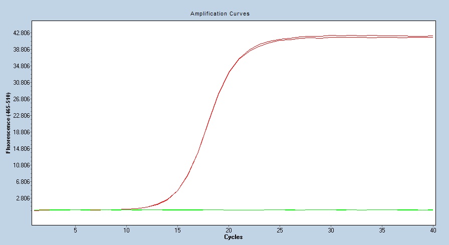 Human Cadherin-12/CDH12 qPCR 5486