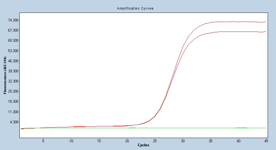 Human MERTK/Mer qPCR 2684