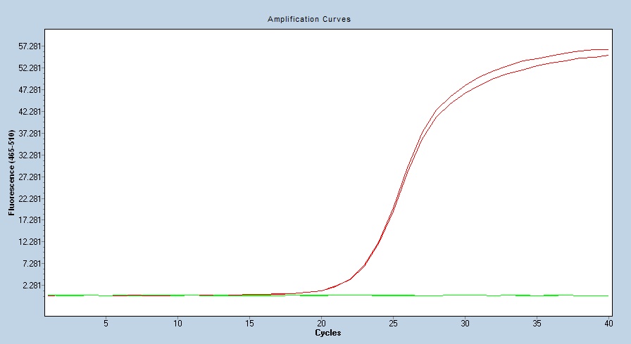 Human KIT / c-KIT / CD117 qPCR 2702