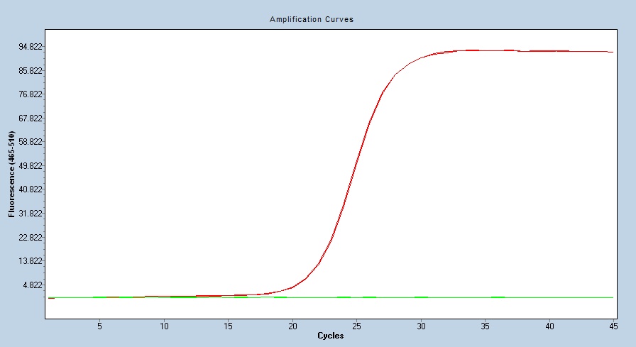 Human ARG1/Arginase 1 qPCR 5538