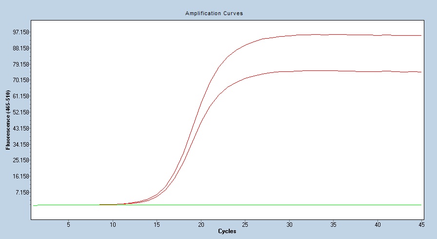 Human Angiotensinogen/SerpinA8 qPCR 5556