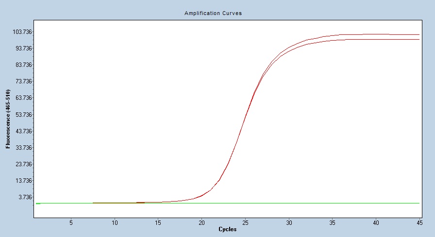 Human 4E-BP1/EIF4EBP1 qPCR 5458