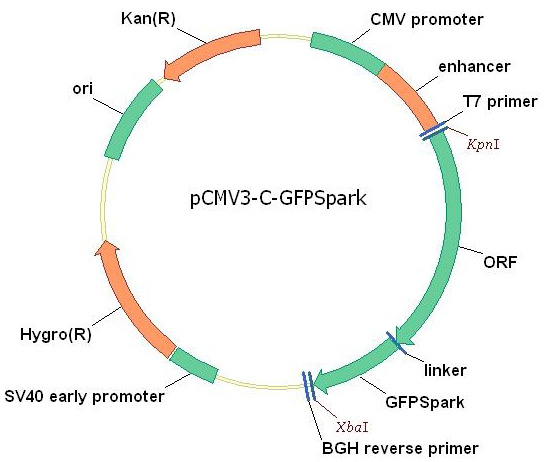 other Green fluorescent protein / GFP Gene Plasmid Map 5607