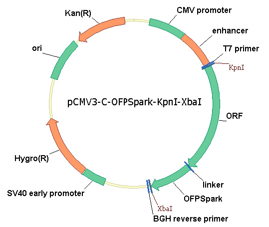 other Green fluorescent protein / GFP Gene Plasmid Map 5608