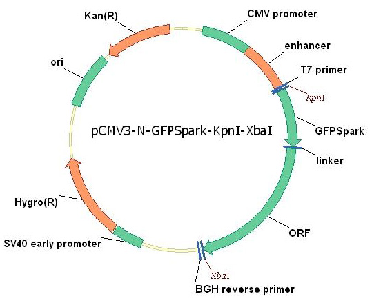 Human aFGF/FGF1 Gene Plasmid Map 5636