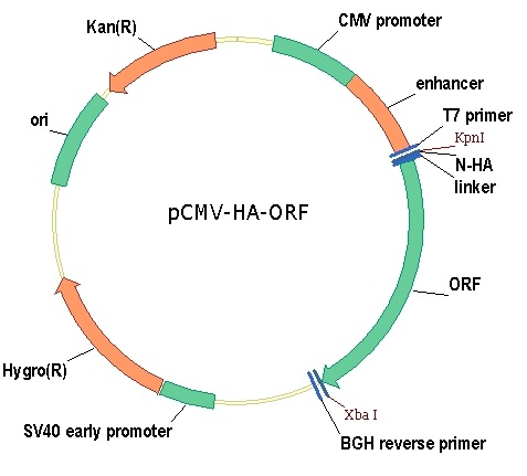 Cynomolgus LOC101926731 Gene Plasmid Map 5628