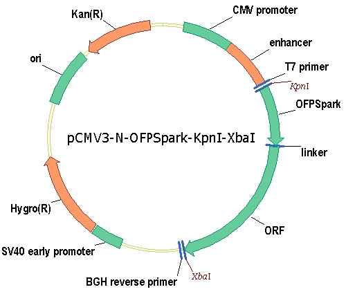 Human bFGF/FGF2 Gene Plasmid Map 5638