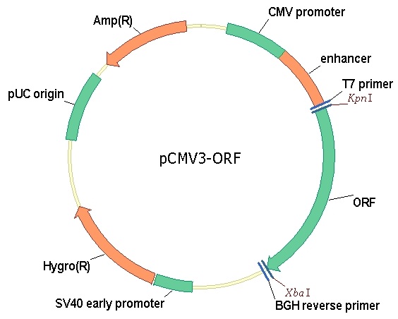 other Green fluorescent protein / GFP Gene Plasmid Map 5613