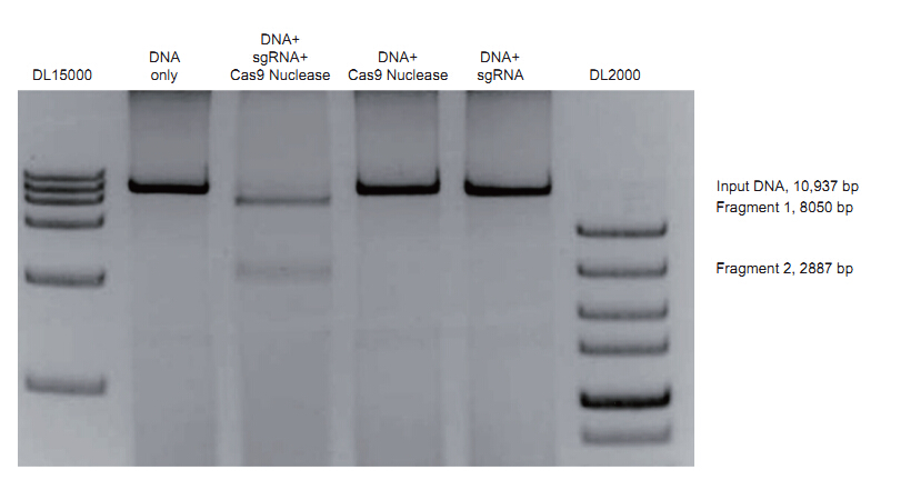 琼脂糖凝胶电泳分析11 kb双链dna片段被cas9 nuclease体外切割后