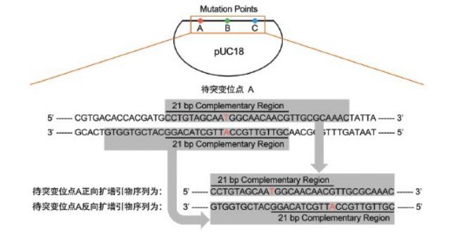 图二:向质粒引入不连续多碱基定点突变引物设计示意图