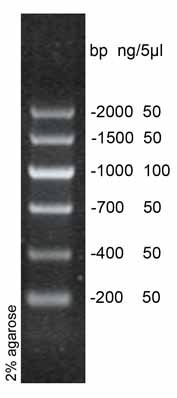 dna marker v(200-2000bp) 100次