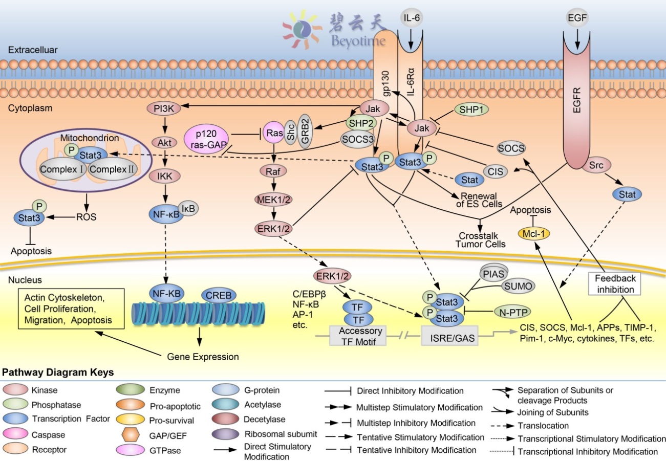 圖1. il-6的信號通路示意圖.