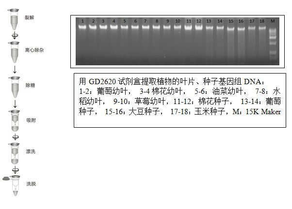 整個提取過程無需乙醇沉澱和酚氯仿抽提純度高,完整性好:純化到的dna