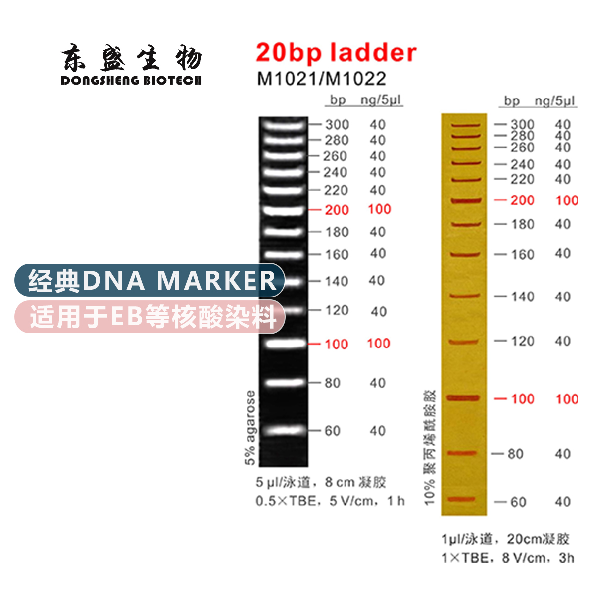 20bpladder60次