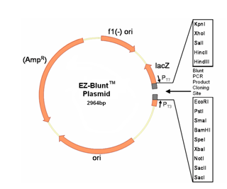 ez-blunt 载体环形图谱