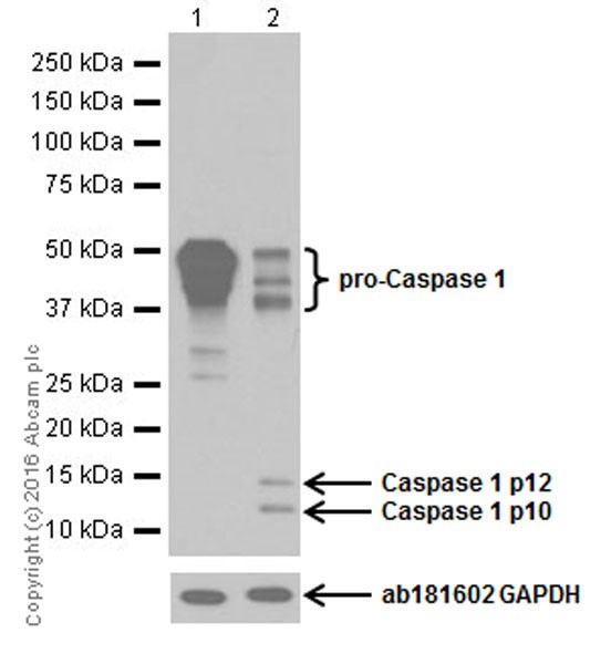 Anti-pro Caspase1 + p10 + p12 antibody [EPR16883] 10µl - 炼石商城