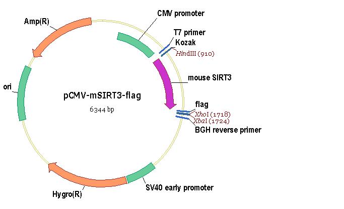 sirt3 cdna orf clone, mouse, c-ddk (flag?) tag